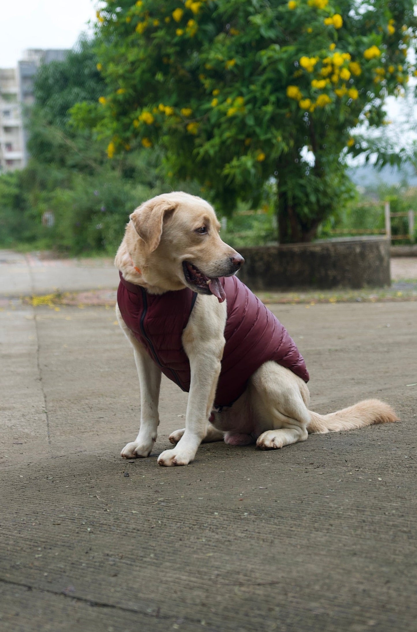 Paaplu Ultra-Light Dog Jacket