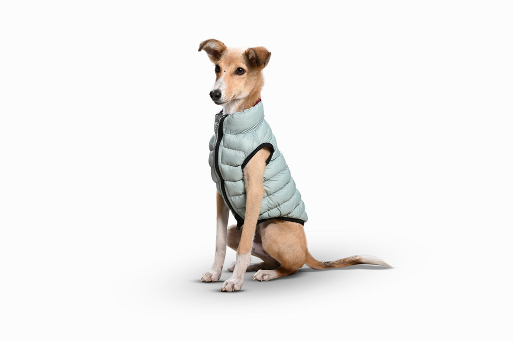 Paaplu Ultra-light Dog Jacket
