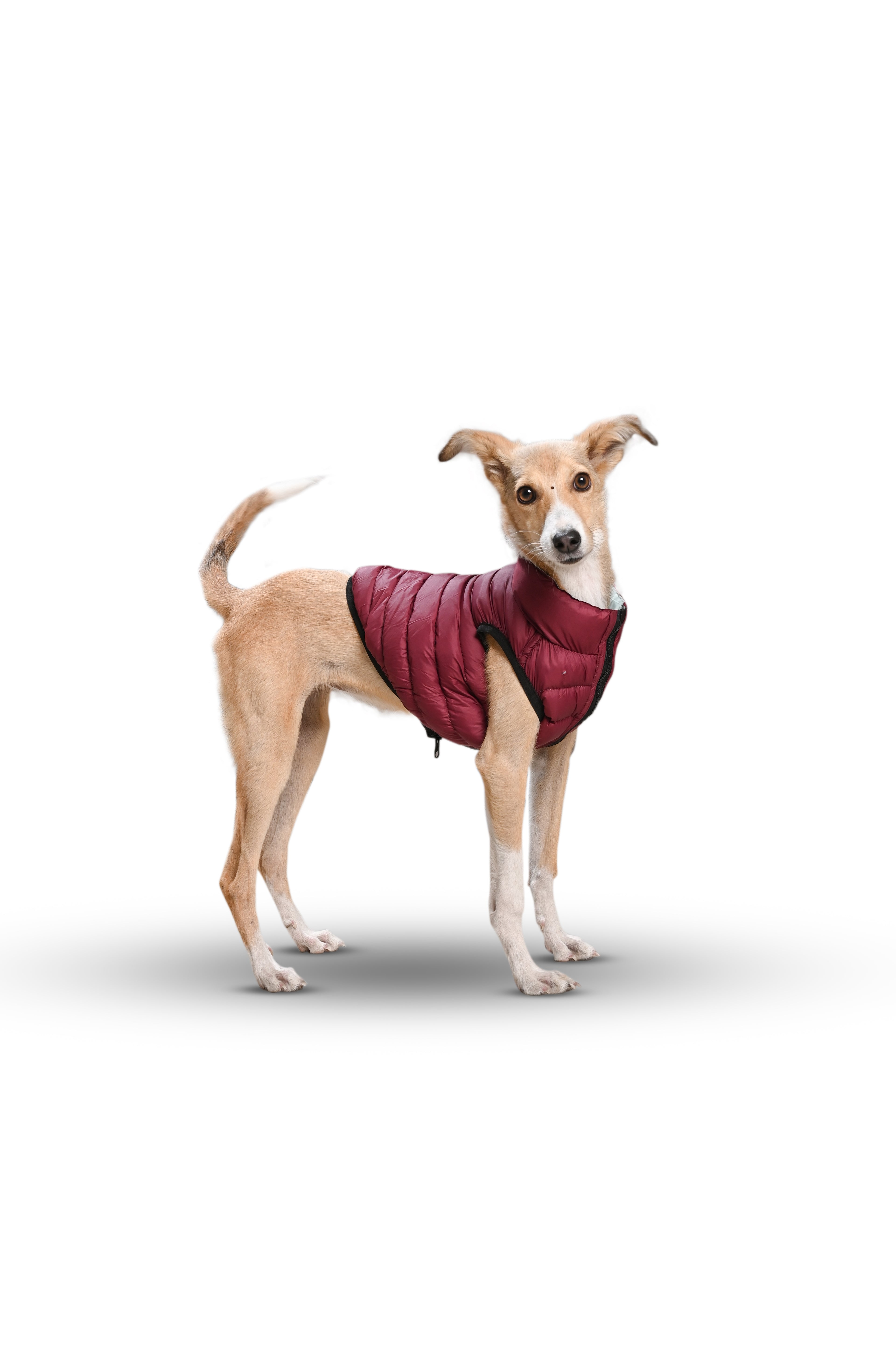 Paaplu Ultra-light Dog Jacket